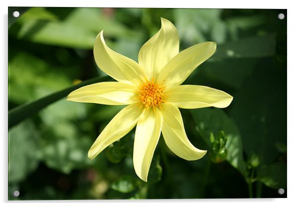 yellow garden flower Acrylic by oscar crissey