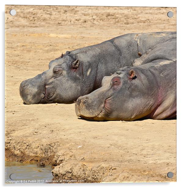 Happy Hippos Acrylic by Ed Pettitt