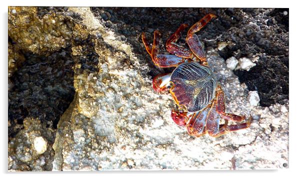 Red Rock Crab Acrylic by Reg Dobson