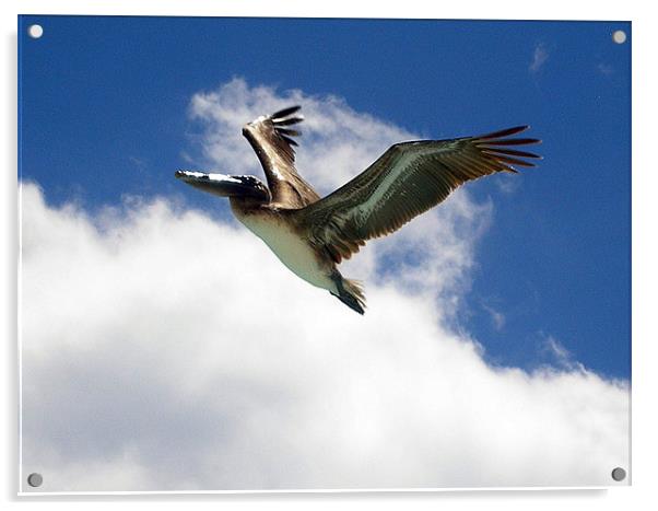 Pelican in Flight Acrylic by Reg Dobson