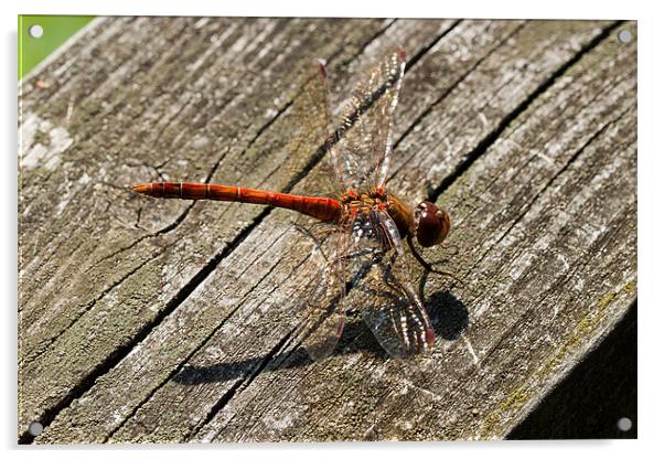 Common Darter Dragonfly Acrylic by Jonathan Swetnam