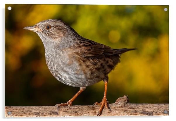 Dunnock Acrylic by Jonathan Swetnam