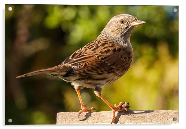 Dunnock Acrylic by Jonathan Swetnam