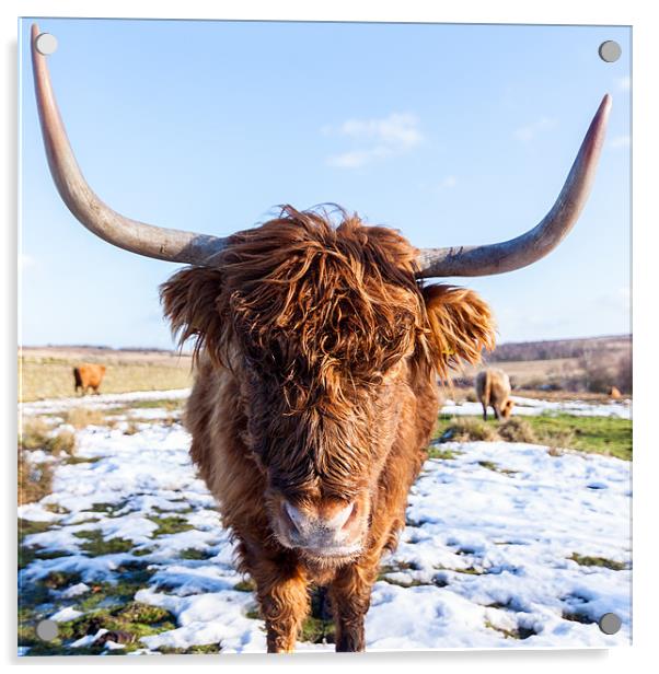 Highland Cow Acrylic by Jonathan Swetnam