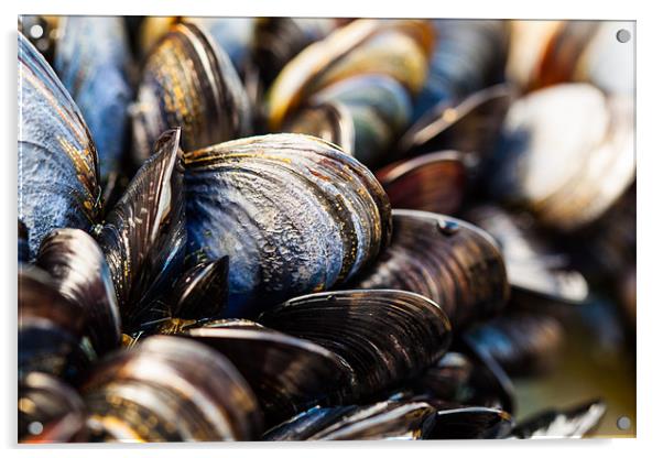 Mussels on the Beach Acrylic by Jonathan Swetnam