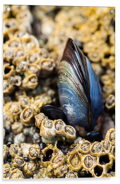 Lone Mussel Acrylic by Jonathan Swetnam