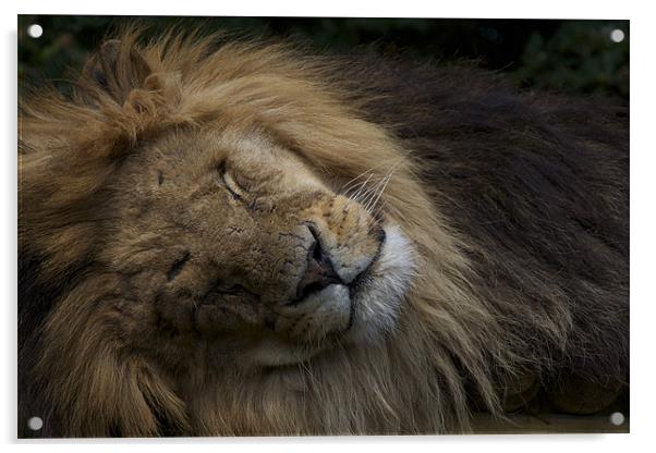SLEEPING LION DREAMING Acrylic by Trevor Stevens