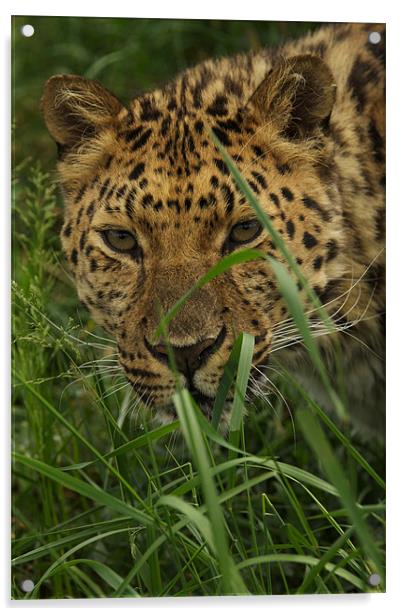 LEOPARD BIG CAT SANCTUARY Acrylic by Trevor Stevens