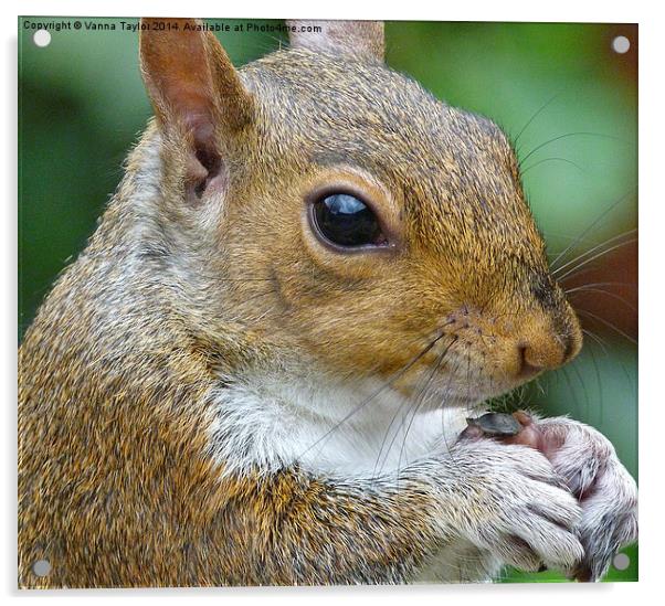 A Squirrel Feeding Acrylic by Vanna Taylor