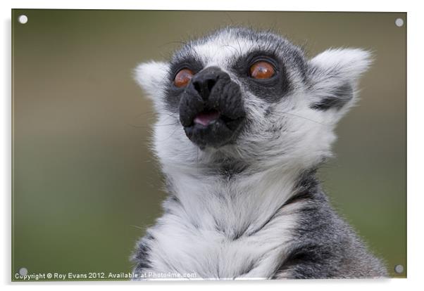 Lemur gazing Acrylic by Roy Evans