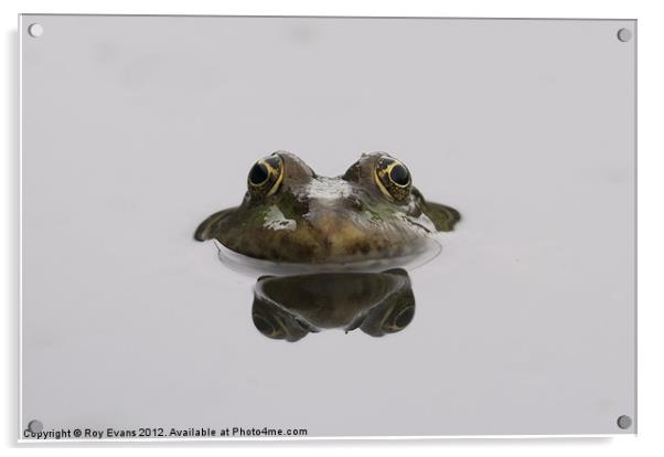 Reflecting Toad Acrylic by Roy Evans