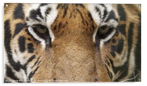 Tigers eyes Acrylic by Roy Evans