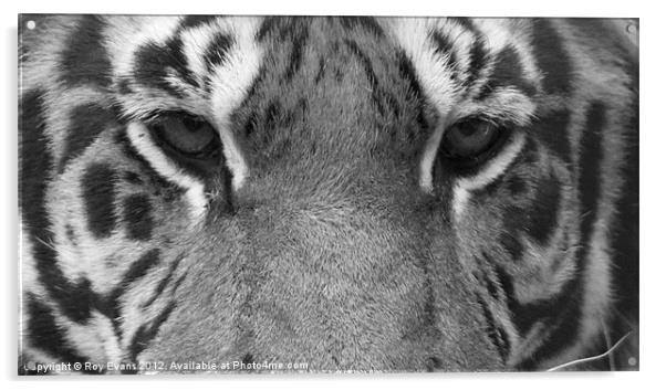 Tigers eyes - B/W Acrylic by Roy Evans