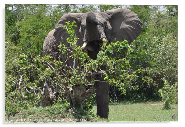 Elephant Rush Acrylic by Roy Evans