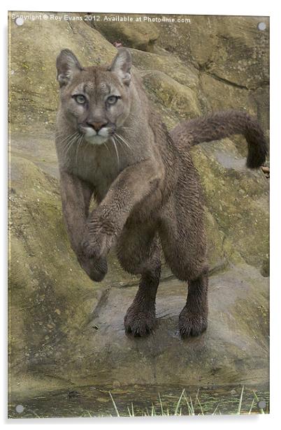 Puma pounce Acrylic by Roy Evans