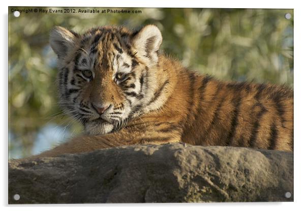 Tiger cub sunbathing Acrylic by Roy Evans