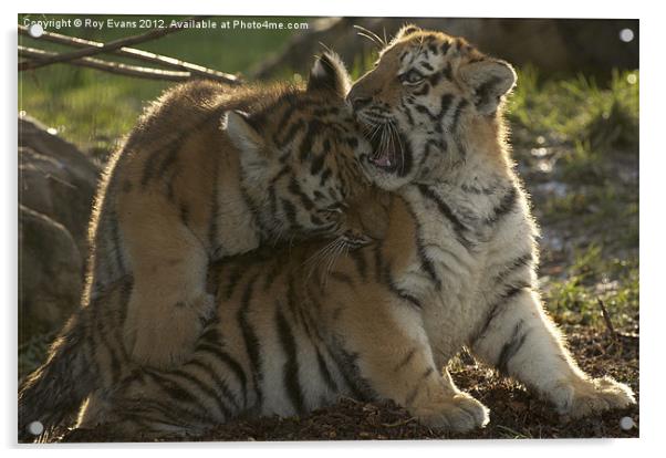 Amur Tiger Cubs playing Acrylic by Roy Evans