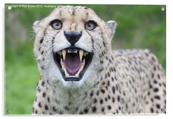 Cheetah snarling pt1 Acrylic by Roy Evans
