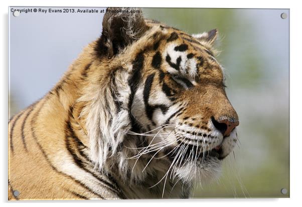 Tiger relaxing Acrylic by Roy Evans