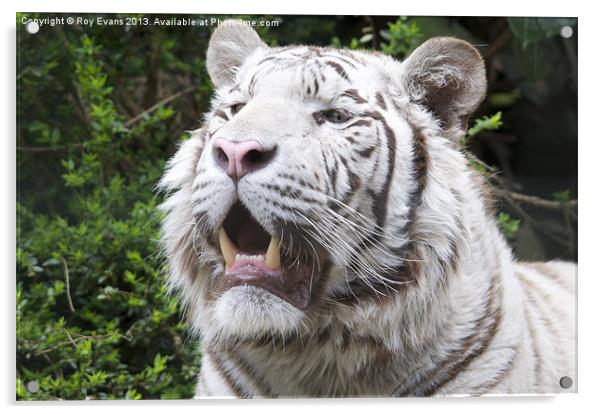 White Tiger Acrylic by Roy Evans