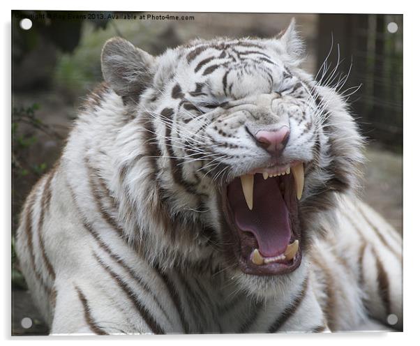 White Tiger Snarl Acrylic by Roy Evans