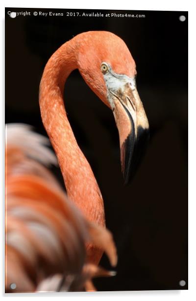 Pink Flamingo Acrylic by Roy Evans