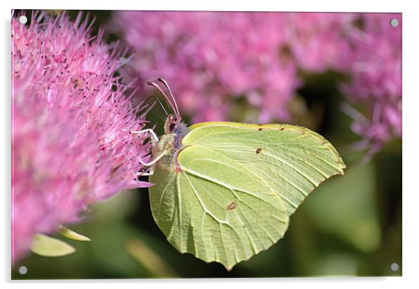Brimstone Butterfly on Sedum Acrylic by Steve Frazer
