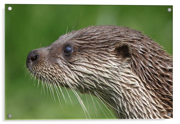 Otter head Acrylic by Steve Frazer