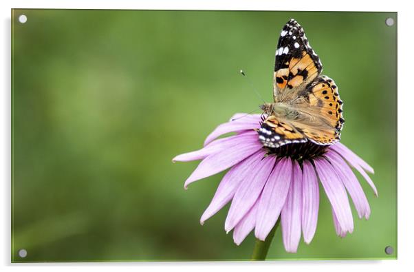 Butterfly on Cornflower Acrylic by Judith Parkyn