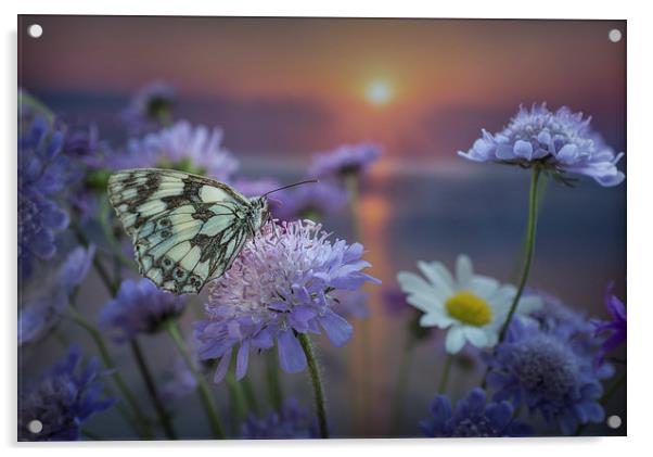 Marbled White Butterly at sunset Acrylic by Ashley Chaplin