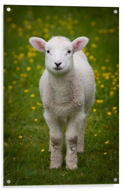 Spring Lamb Acrylic by Ashley Chaplin