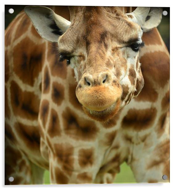 Giraffe Face Acrylic by lauren whiting