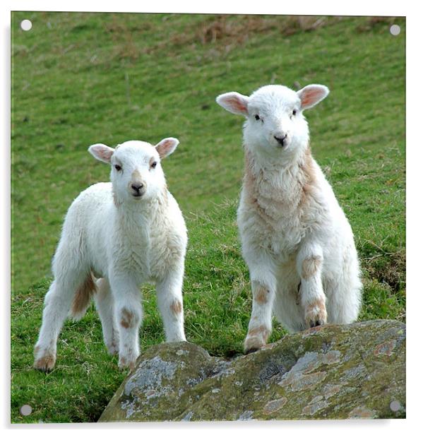 Two Welsh Lambs posing Acrylic by philip clarke