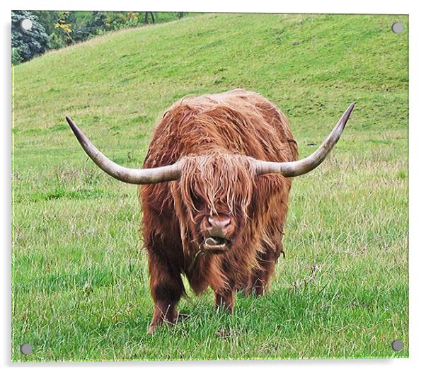 Brown Longhorned Highland Cow Acrylic by philip clarke