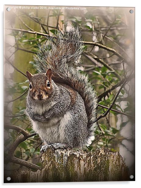  Grey Squirrel on Tree Stump Acrylic by philip clarke