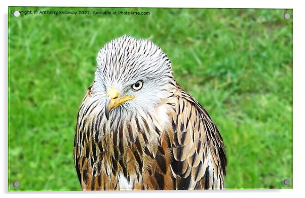 RED KITE Acrylic by Anthony Kellaway