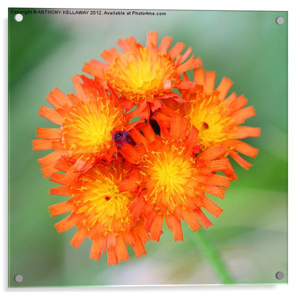 Wild Orange flowers Acrylic by Anthony Kellaway