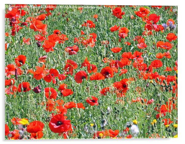 Winchester Hill poppy field. Acrylic by Anthony Kellaway