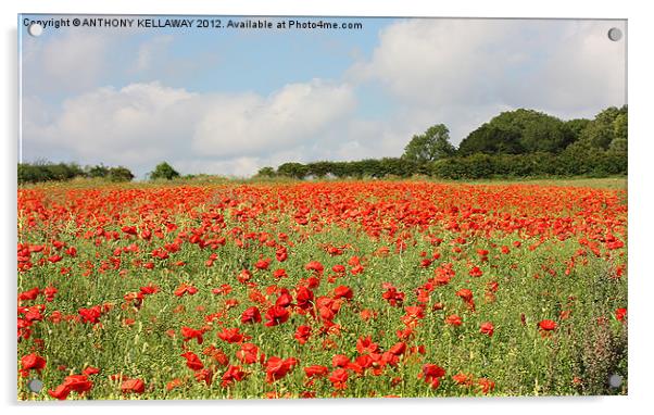 POPPY FIELD AT WINCHESTER HILL Acrylic by Anthony Kellaway