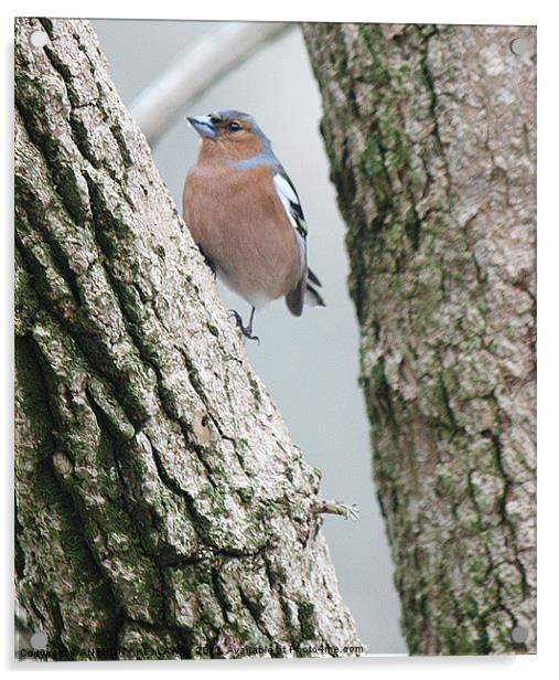 CHAFFINCH Acrylic by Anthony Kellaway