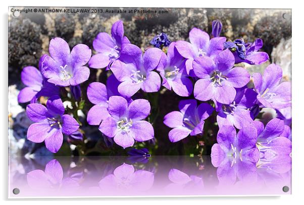 CAMPANULA LILAC FLOWER REFLECTION Acrylic by Anthony Kellaway