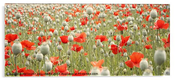 POPPIES GALORE Acrylic by Anthony Kellaway