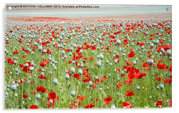 POPPIES EVERYWHERE Acrylic by Anthony Kellaway