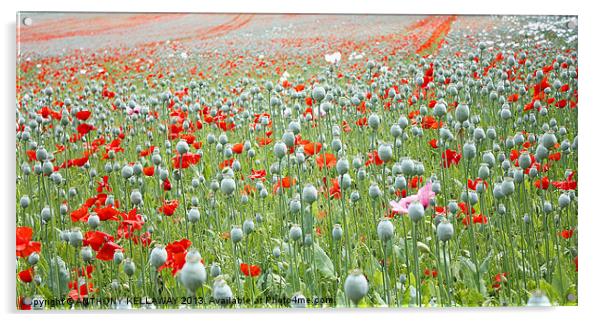 RED AND WHITE POPPY FIELD Acrylic by Anthony Kellaway