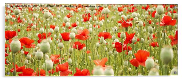 POPPIES AND PODS Acrylic by Anthony Kellaway