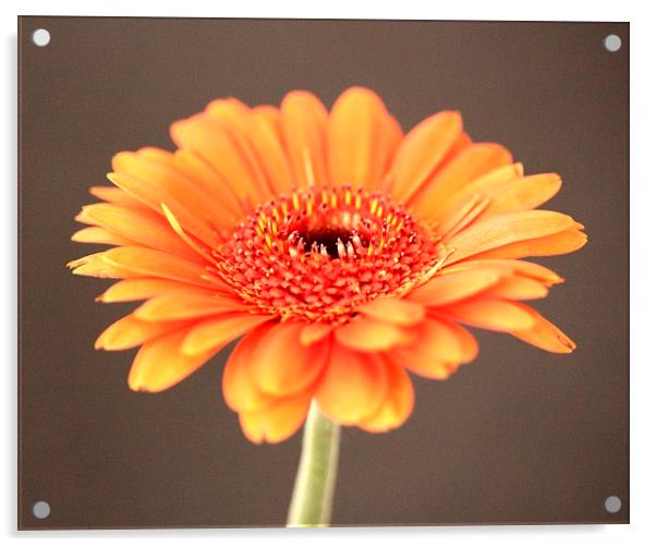 ORANGE GERBERA Acrylic by Anthony Kellaway