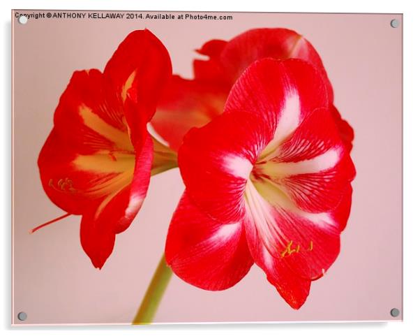 RED AMARILIS Acrylic by Anthony Kellaway