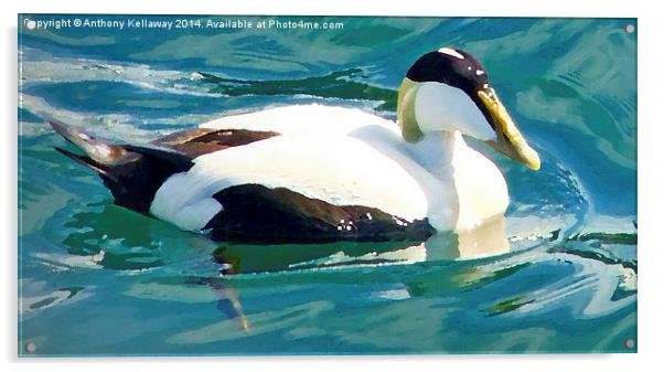 EIDER DUCK WITH OIL PAINTING EFFECT Acrylic by Anthony Kellaway