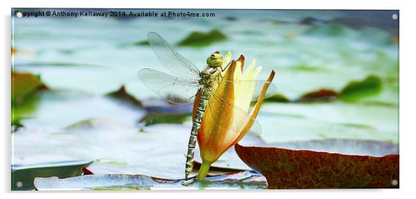 DRAGONFLY ON LILY Acrylic by Anthony Kellaway