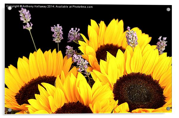 SUNFLOWERS AND LAVENDER Acrylic by Anthony Kellaway